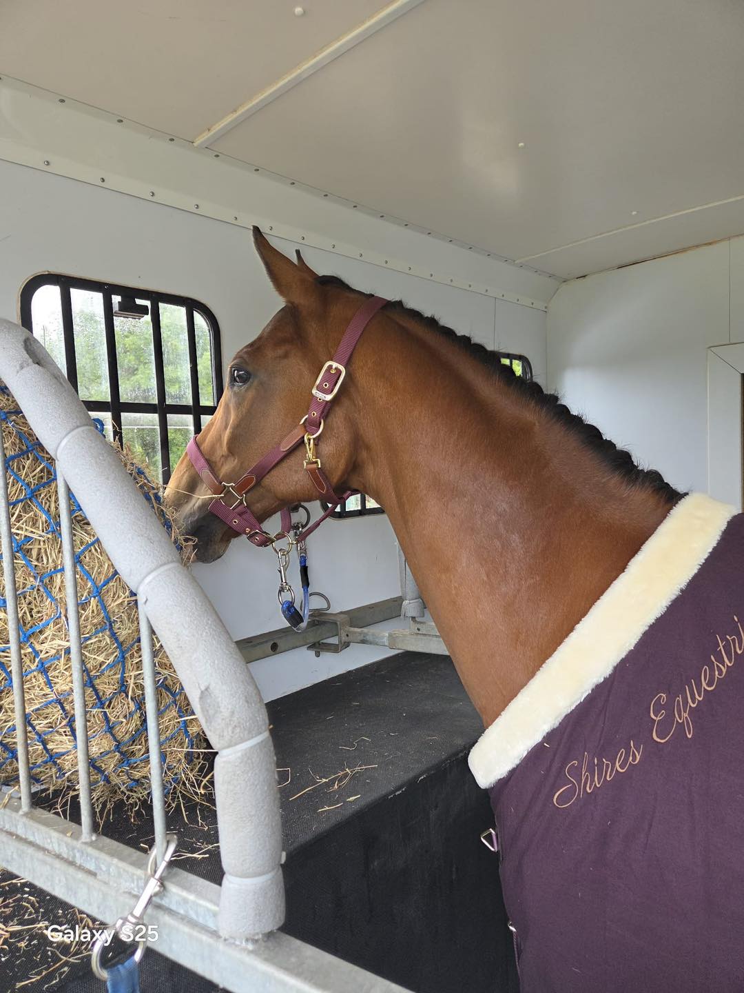 ARMA Porto Headcollar (RRP £27.99)