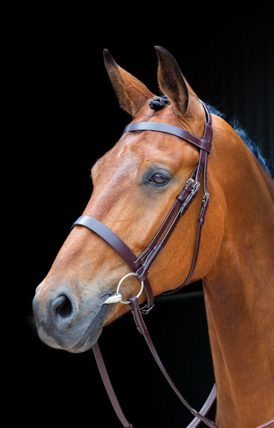 Salisbury Berrington Bridle