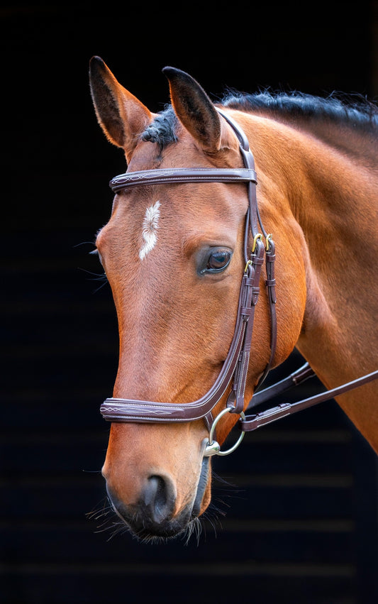 Salisbury Berkeley Bridle (RRP £99.99)