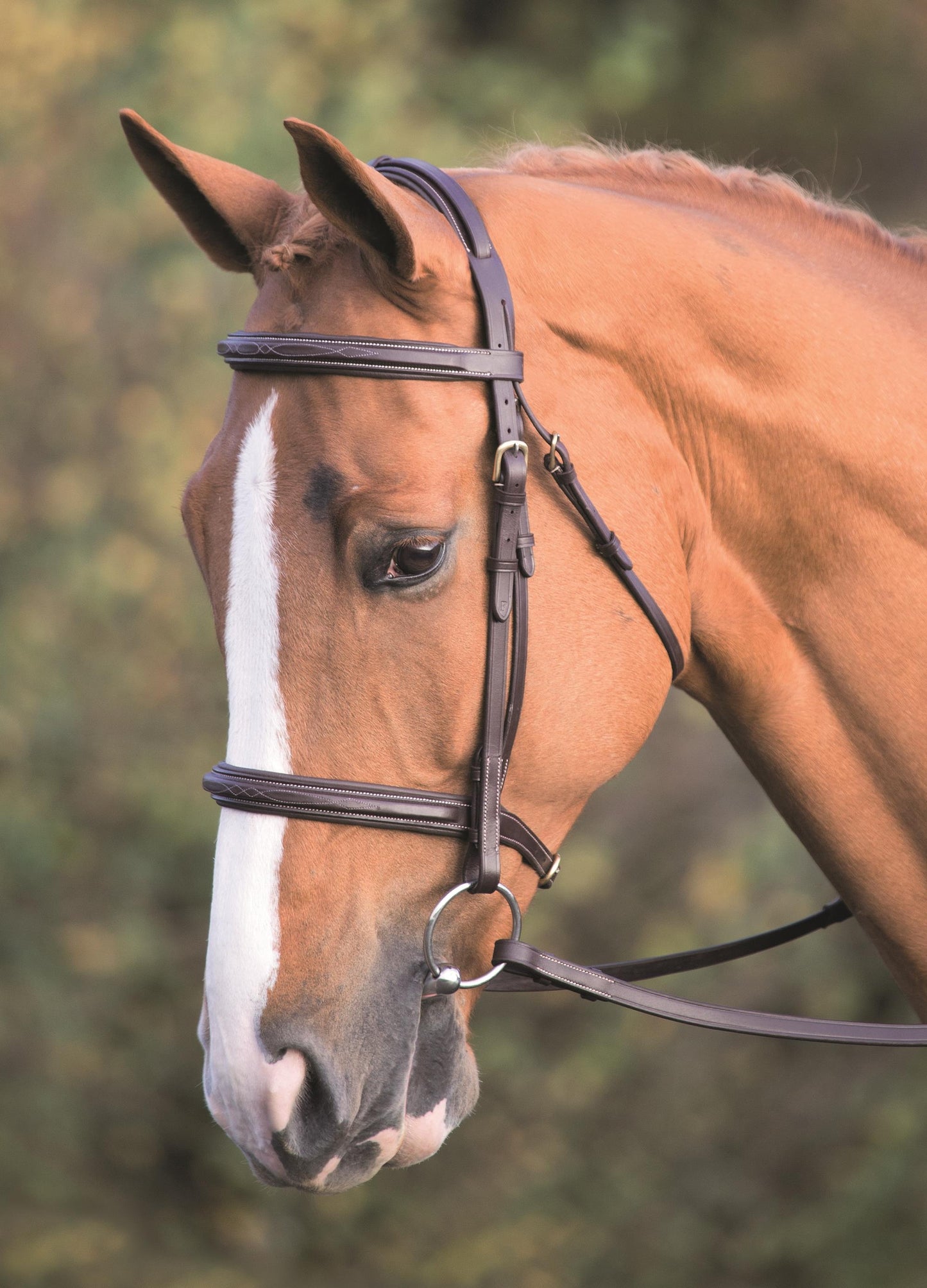 Salisbury Fairford Bridle