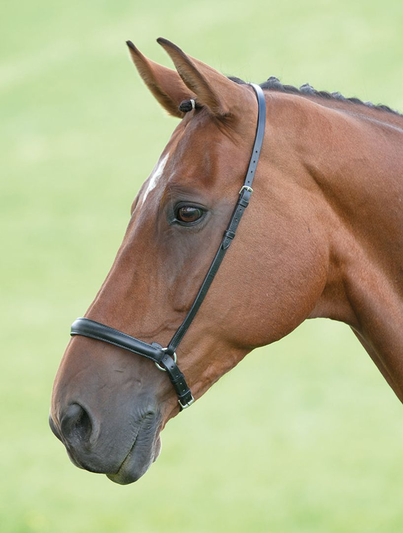 Drop Noseband
