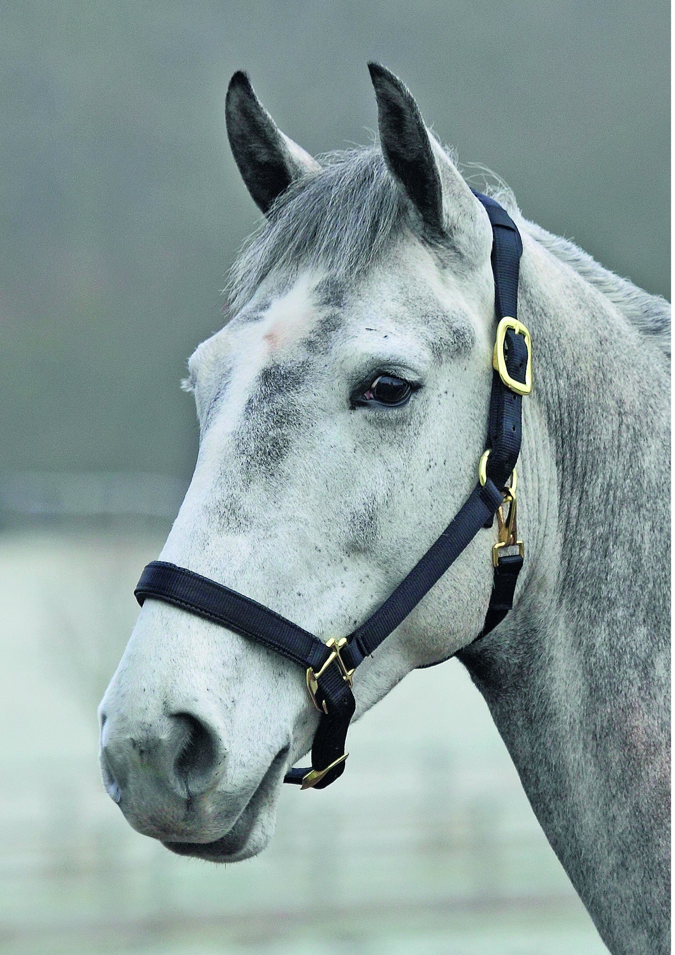 Topaz Nylon Headcollar