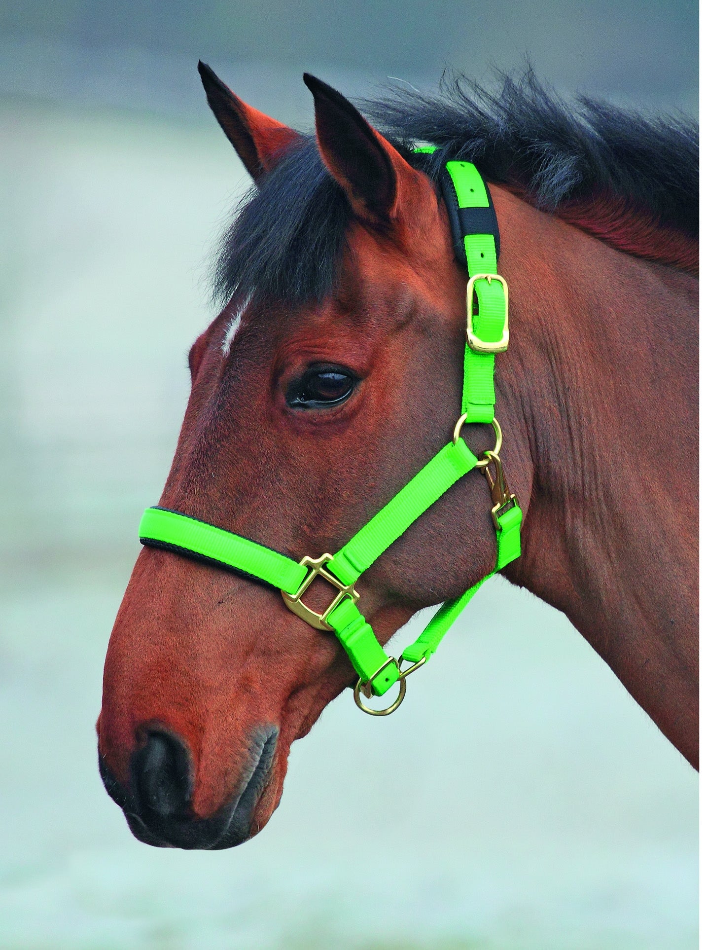 Topaz Nylon Headcollar