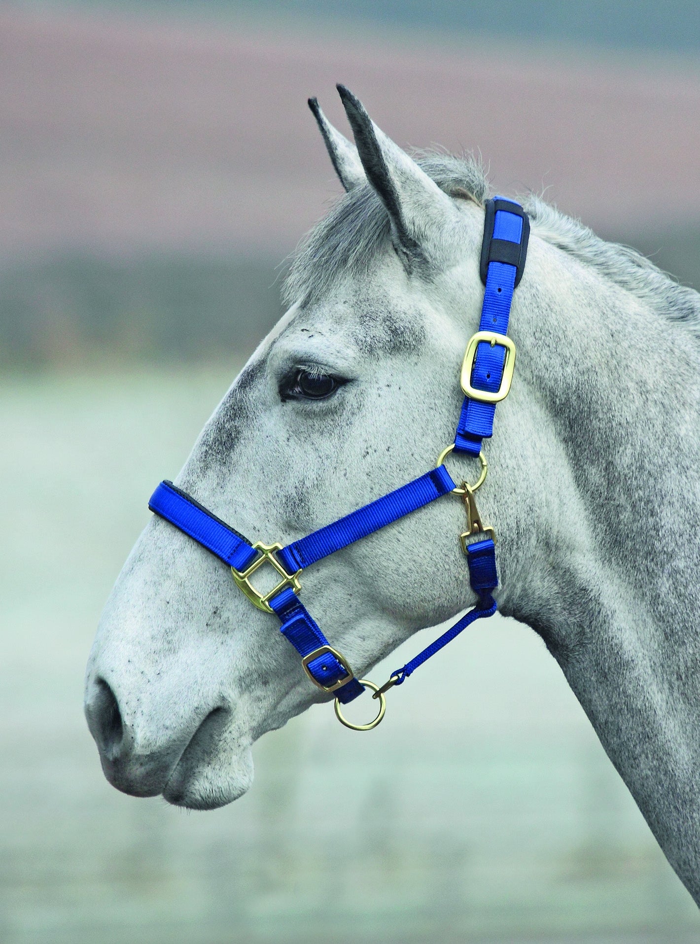 Topaz Nylon Headcollar