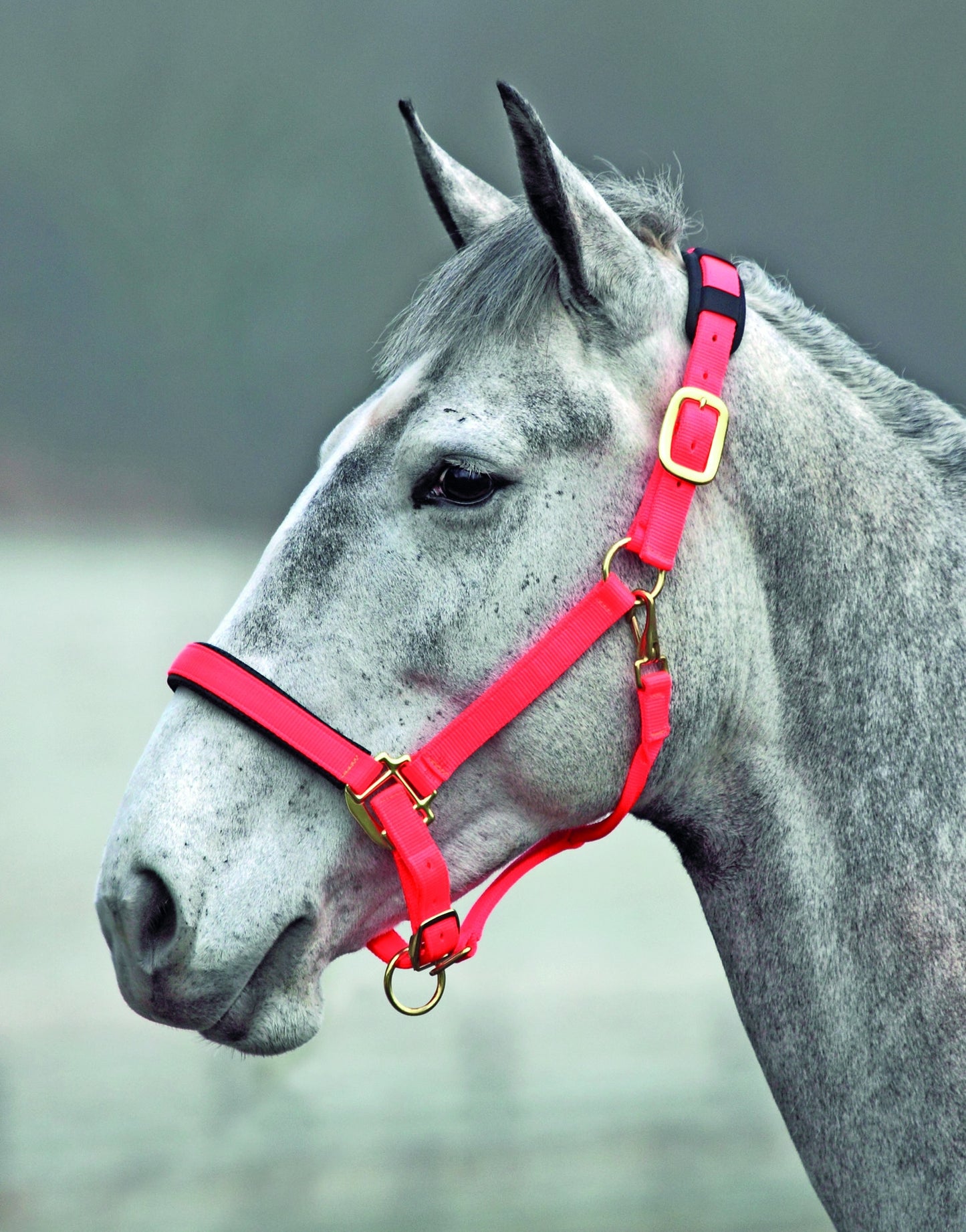 Topaz Nylon Headcollar