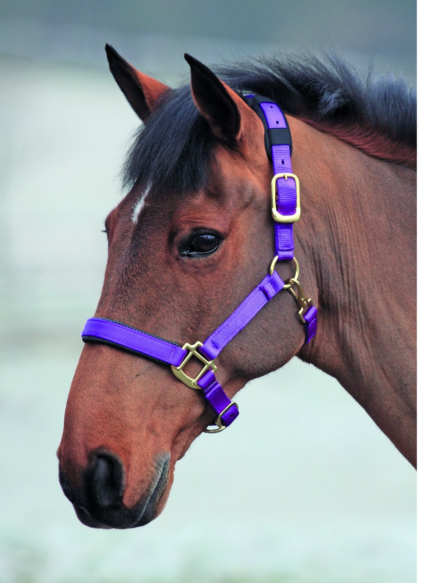 Topaz Nylon Headcollar