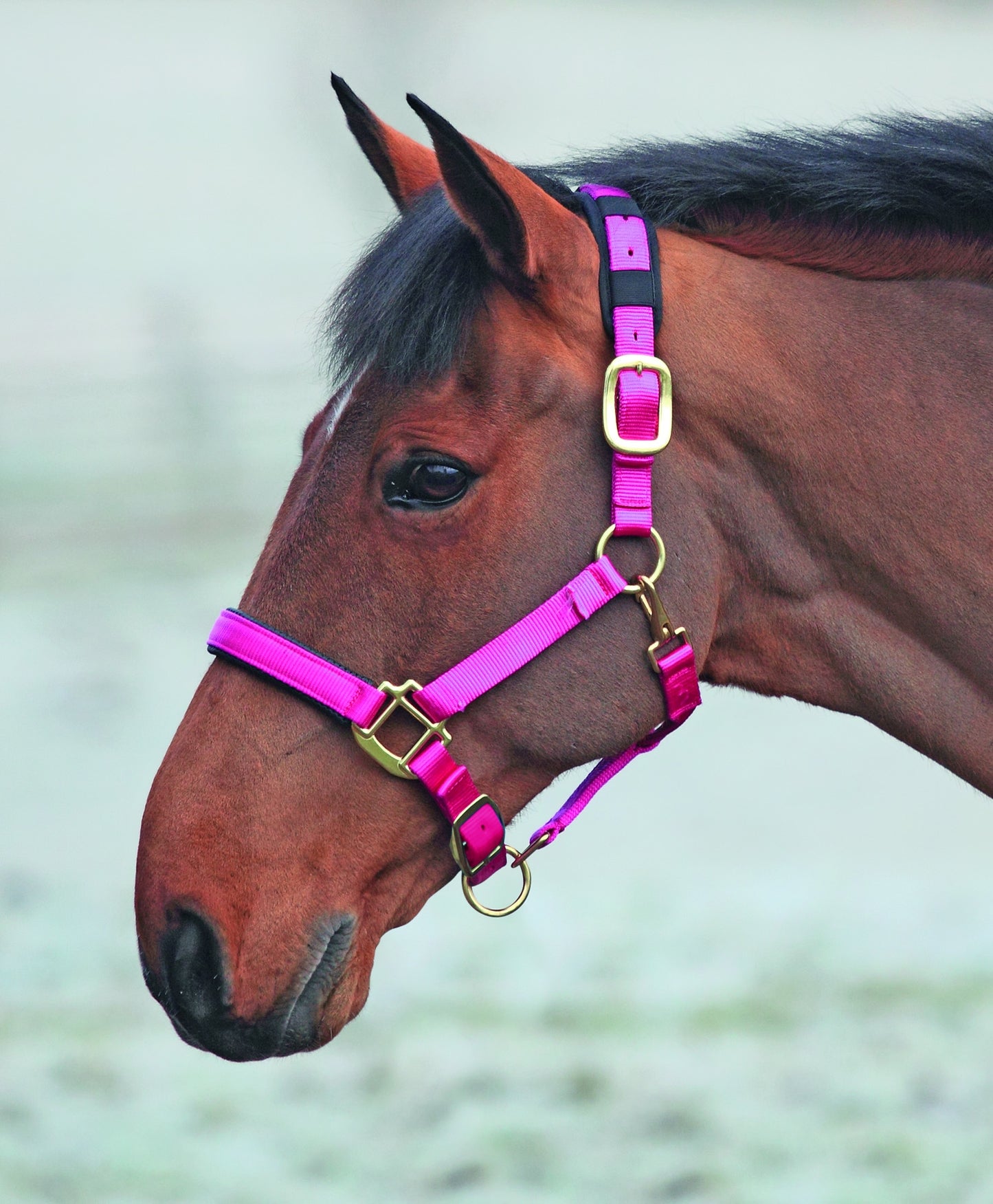 Topaz Nylon Headcollar