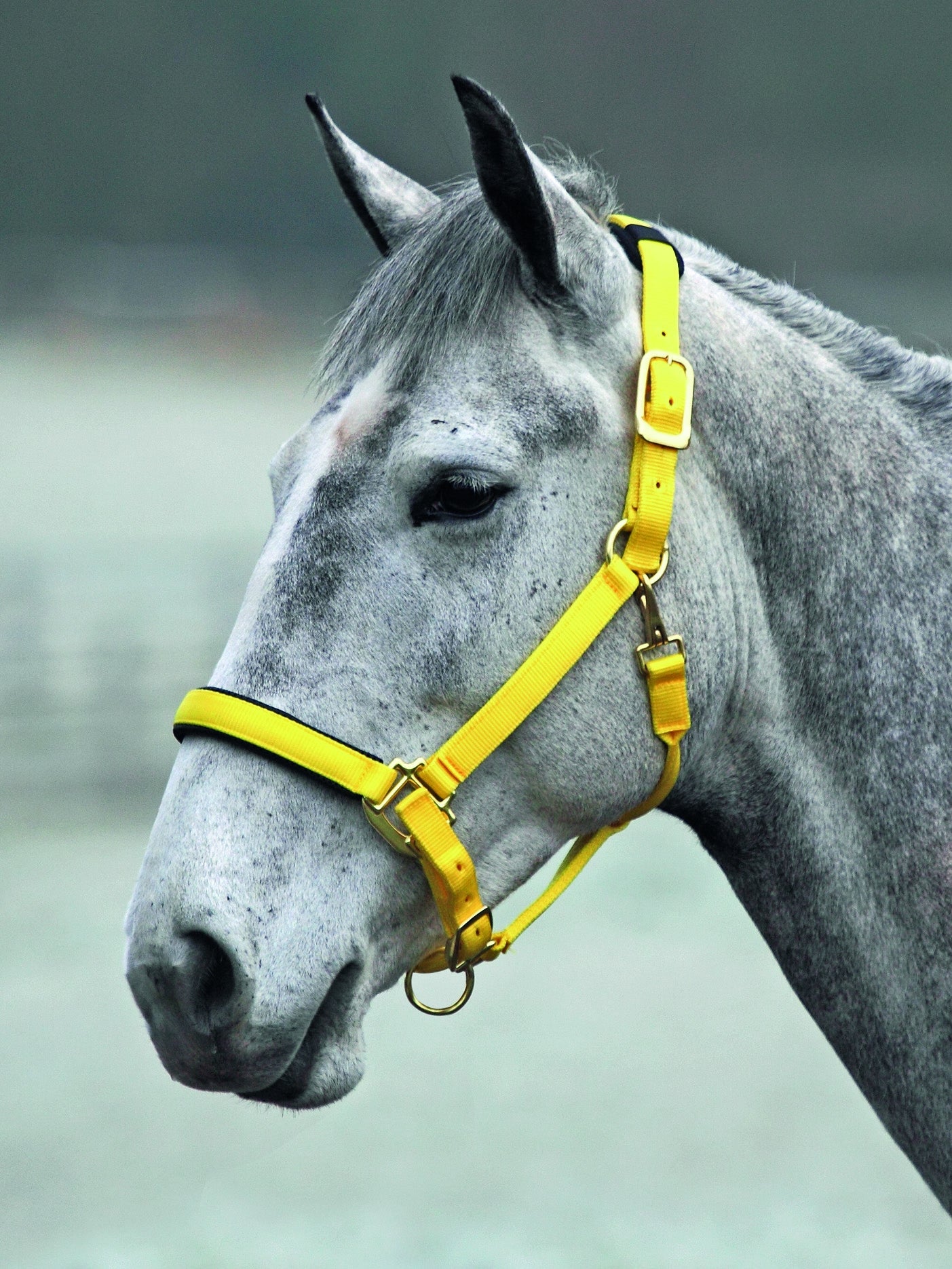 Topaz Nylon Headcollar