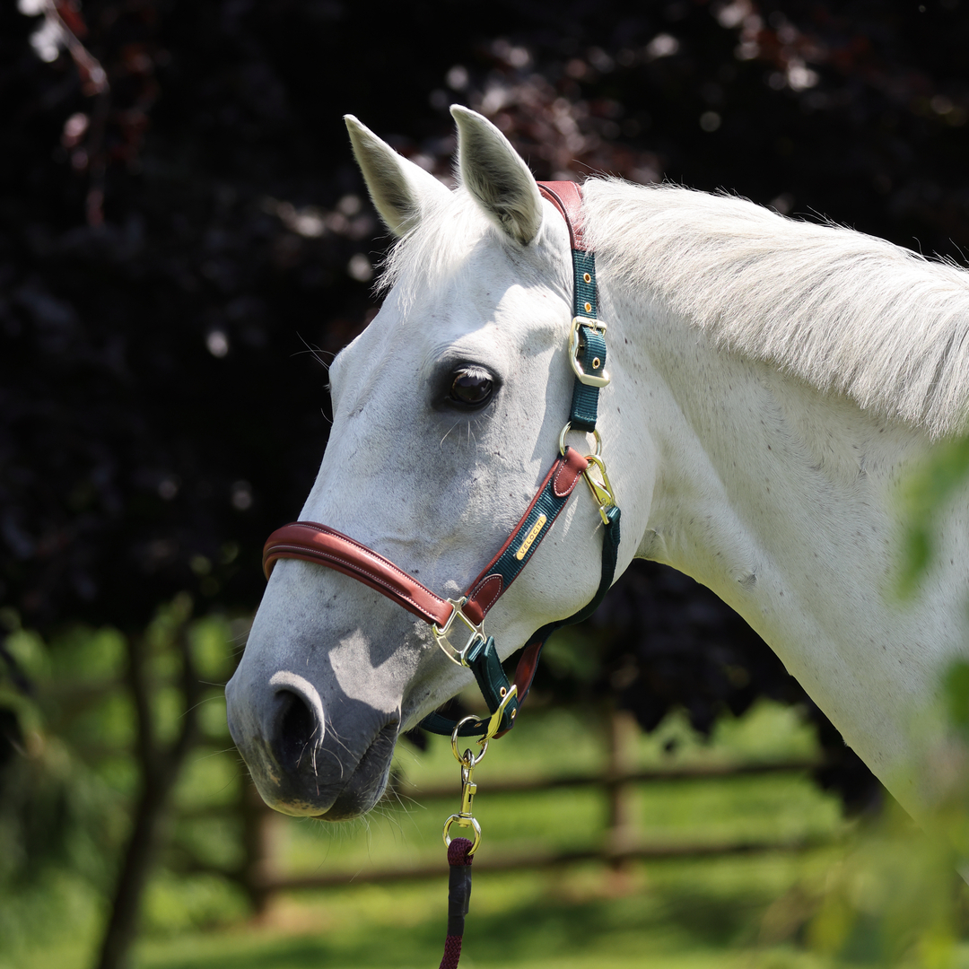 Velociti Lusso Padded Leather Headcollar (RRP £52.99)