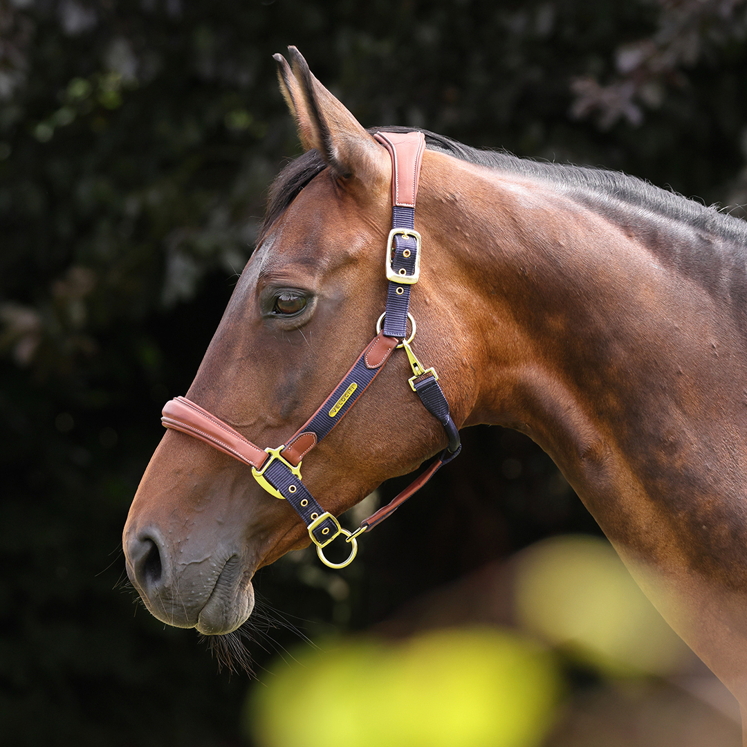 Velociti Lusso Padded Leather Headcollar (RRP £52.99)