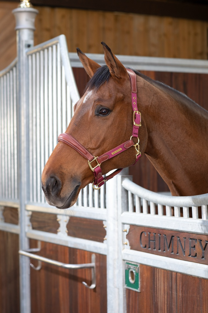 Velociti Lusso Padded Leather Headcollar (RRP £52.99)