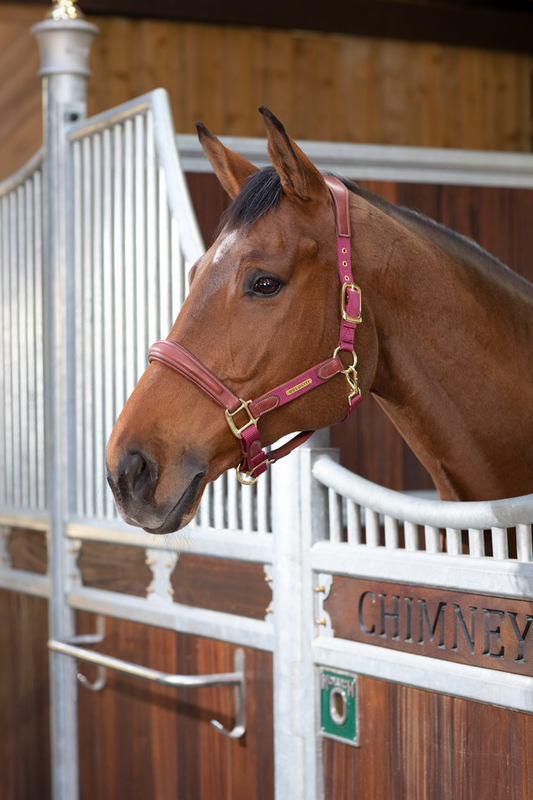 Velociti Lusso Padded Leather Headcollar (RRP £52.99)