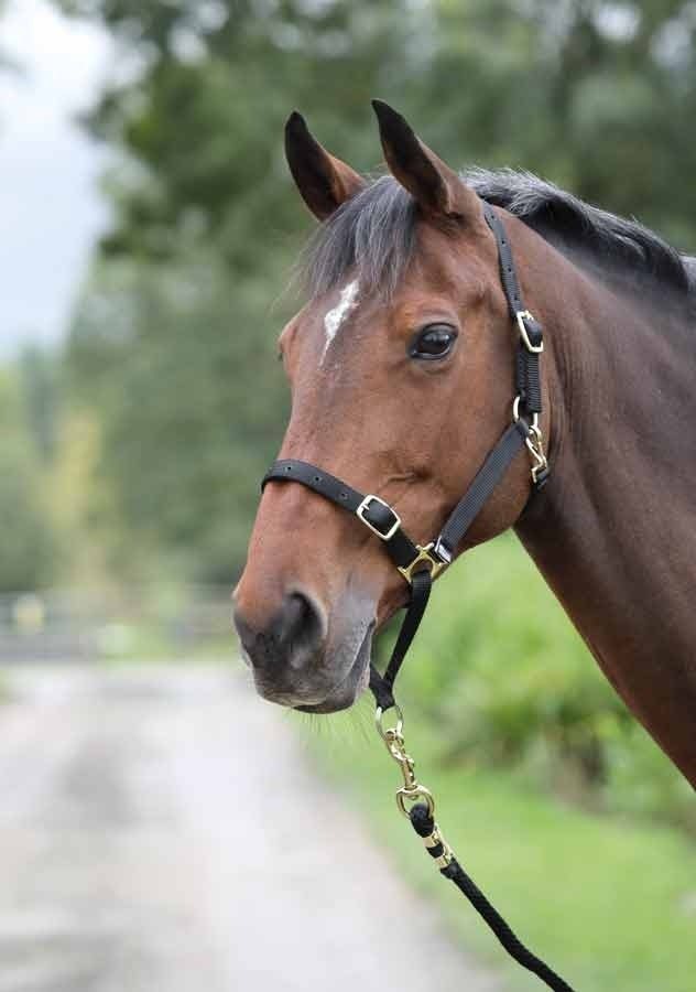 Control Headcollar