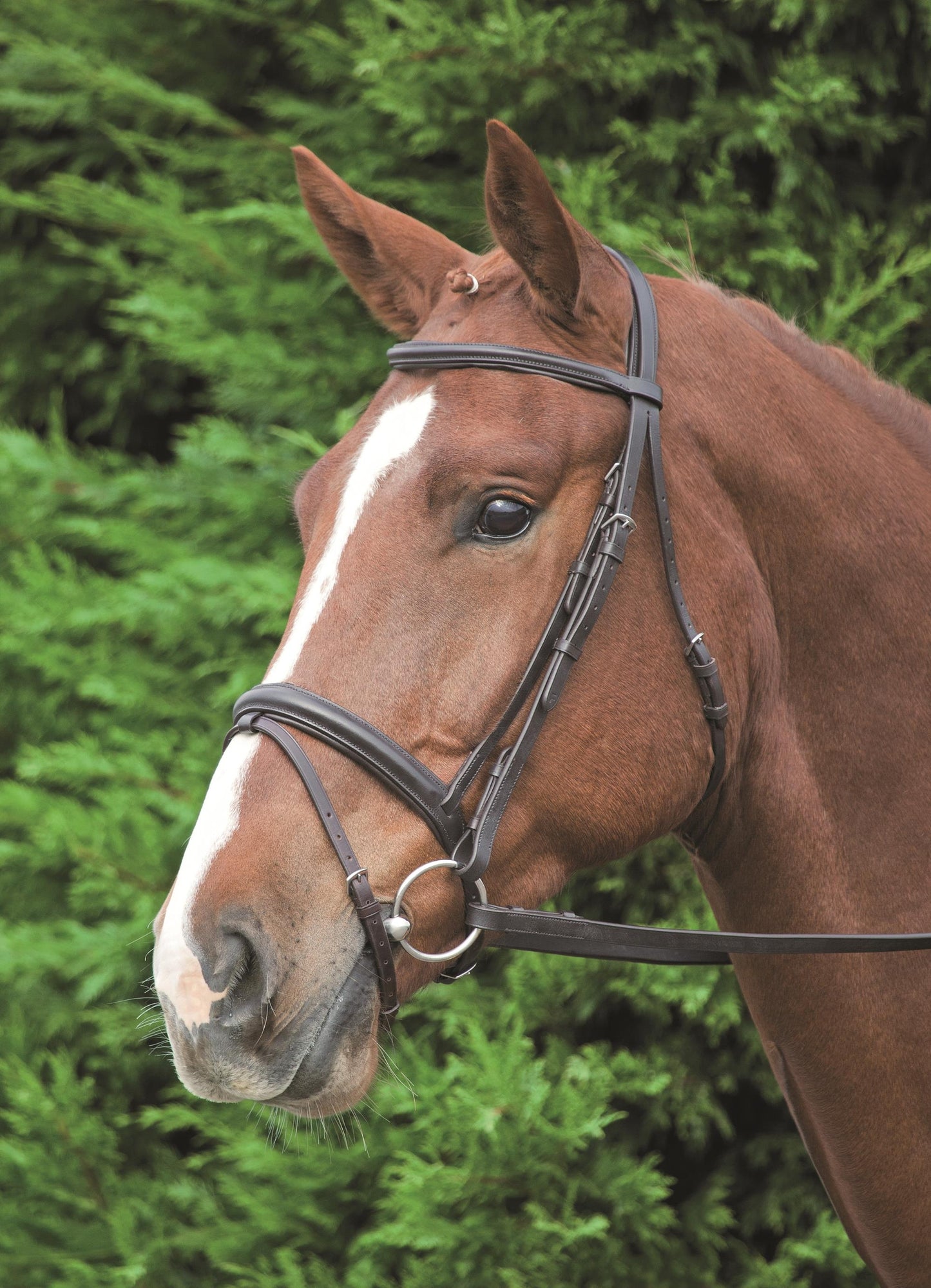Aviemore Comfort Fit Bridle