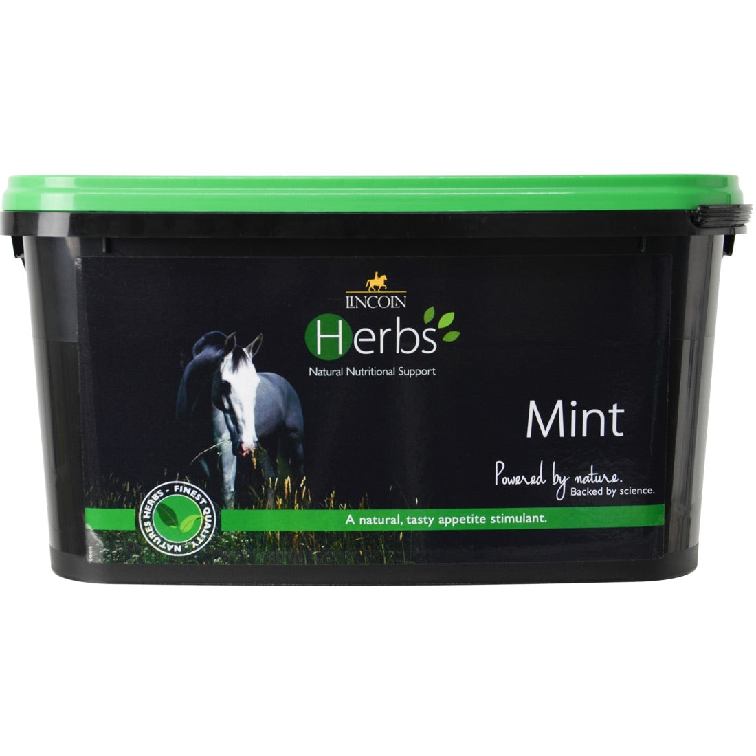 Herbs Mint