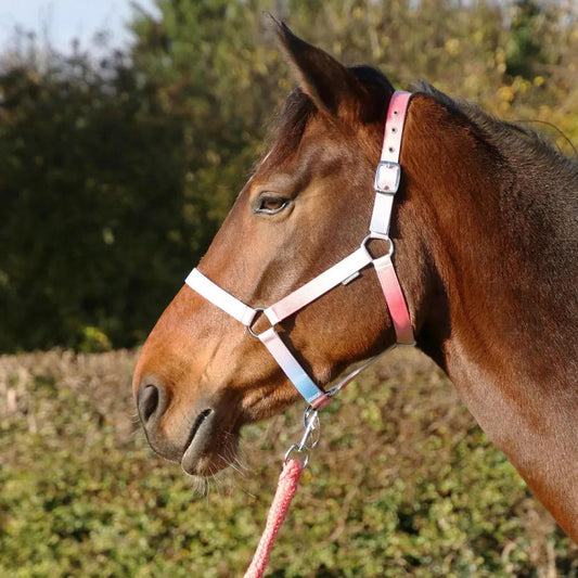 Ombre Head Collar & Lead Rope