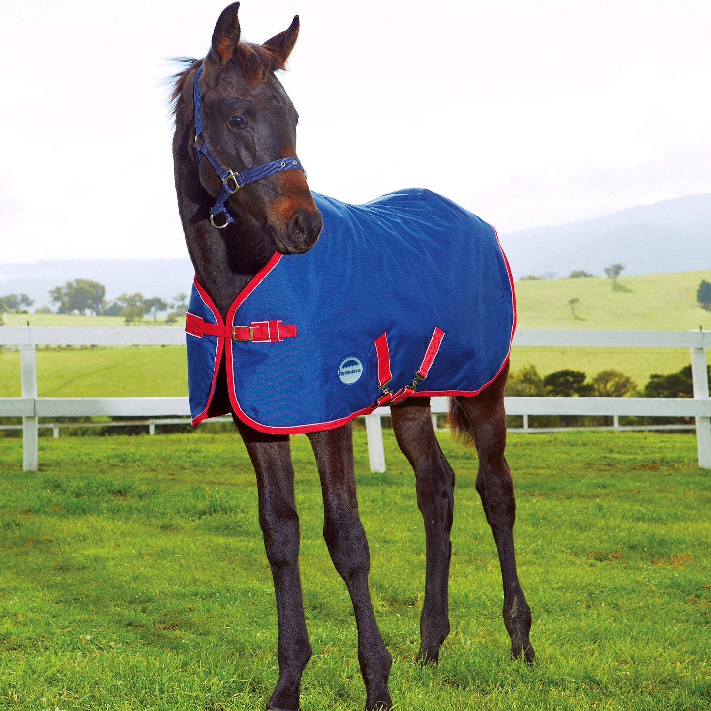 Foal Standard Neck Turnout 1200 Denier (RRP £52.99)