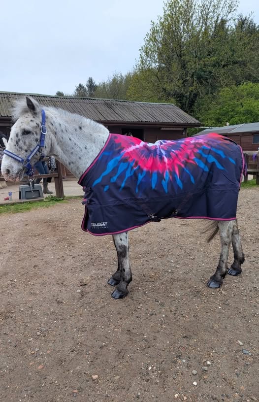 Roman is Looking Fab in his New Summer Turnout - Special Offer £42.99