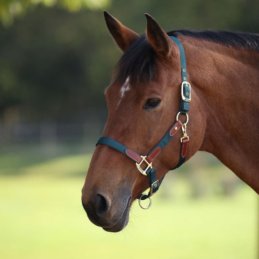 ARMA Porto Headcollar (RRP £27.99)