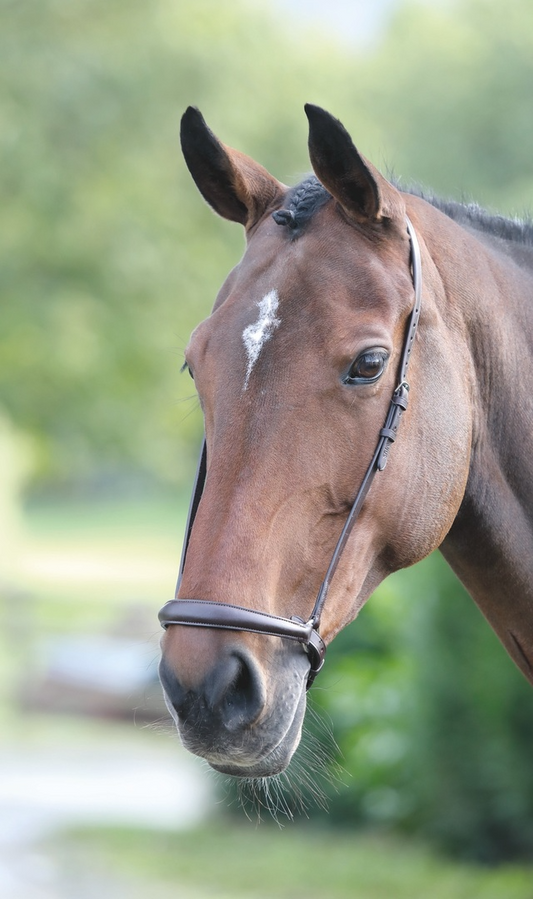 Drop Noseband