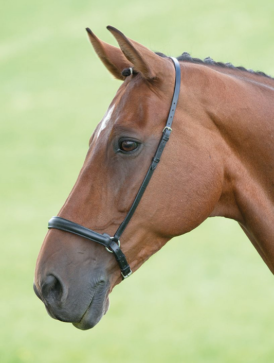 Drop Noseband
