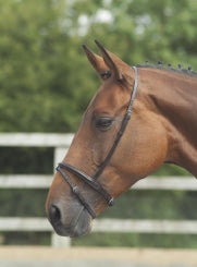 Flash Noseband