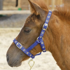 Foal Nylon Headcollar