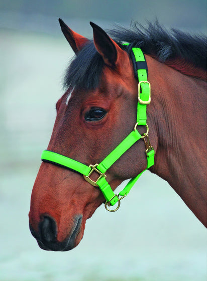 Topaz Nylon Headcollar