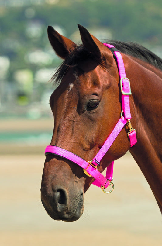 Topaz Nylon Headcollar