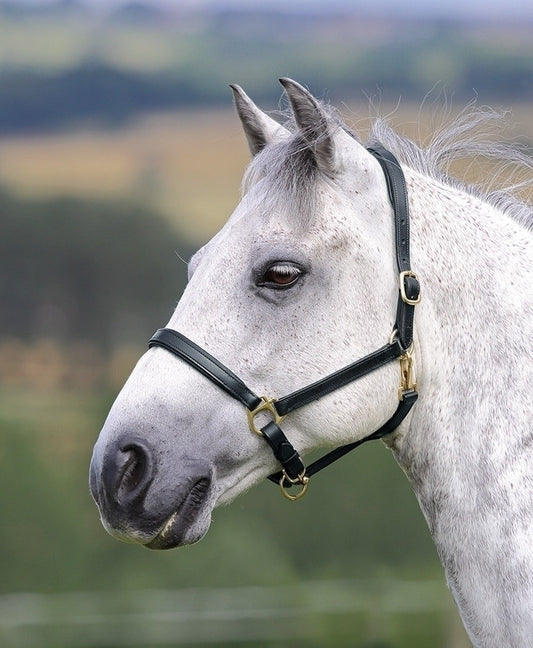 Ragley Lined Leather Headcollar (RRP £39.99)