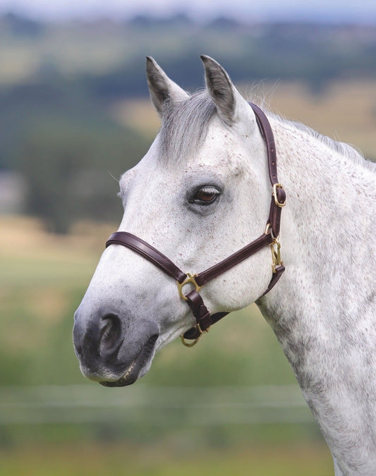 Ragley Lined Leather Headcollar (RRP £39.99)