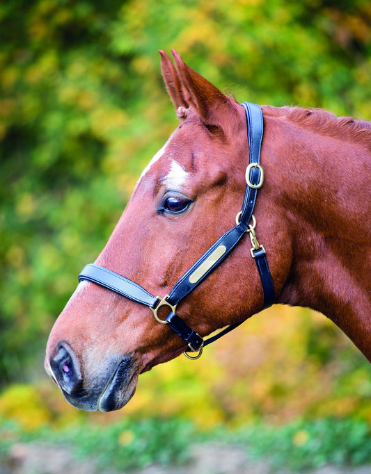 Aviemore Leather Nameplate Headcollar
