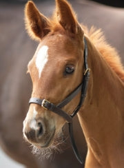 Leather Foal Slip