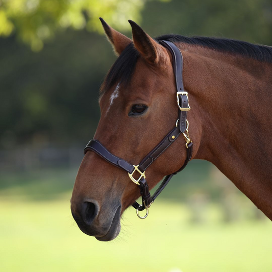 Velociti Lusso Lorca Leather Headcollar (RRP £54.99)