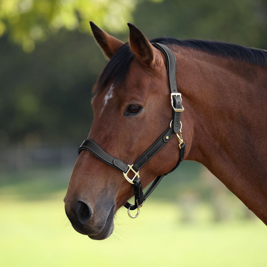 Velociti Lusso Lorca Leather Headcollar (RRP £54.99)