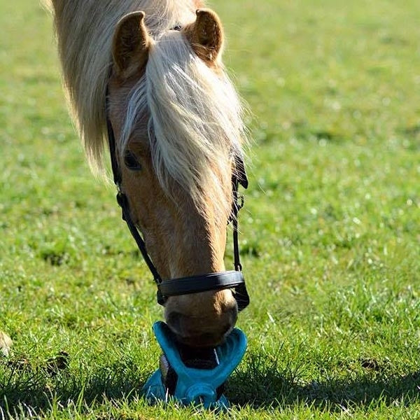 Bizzy Bites Toy