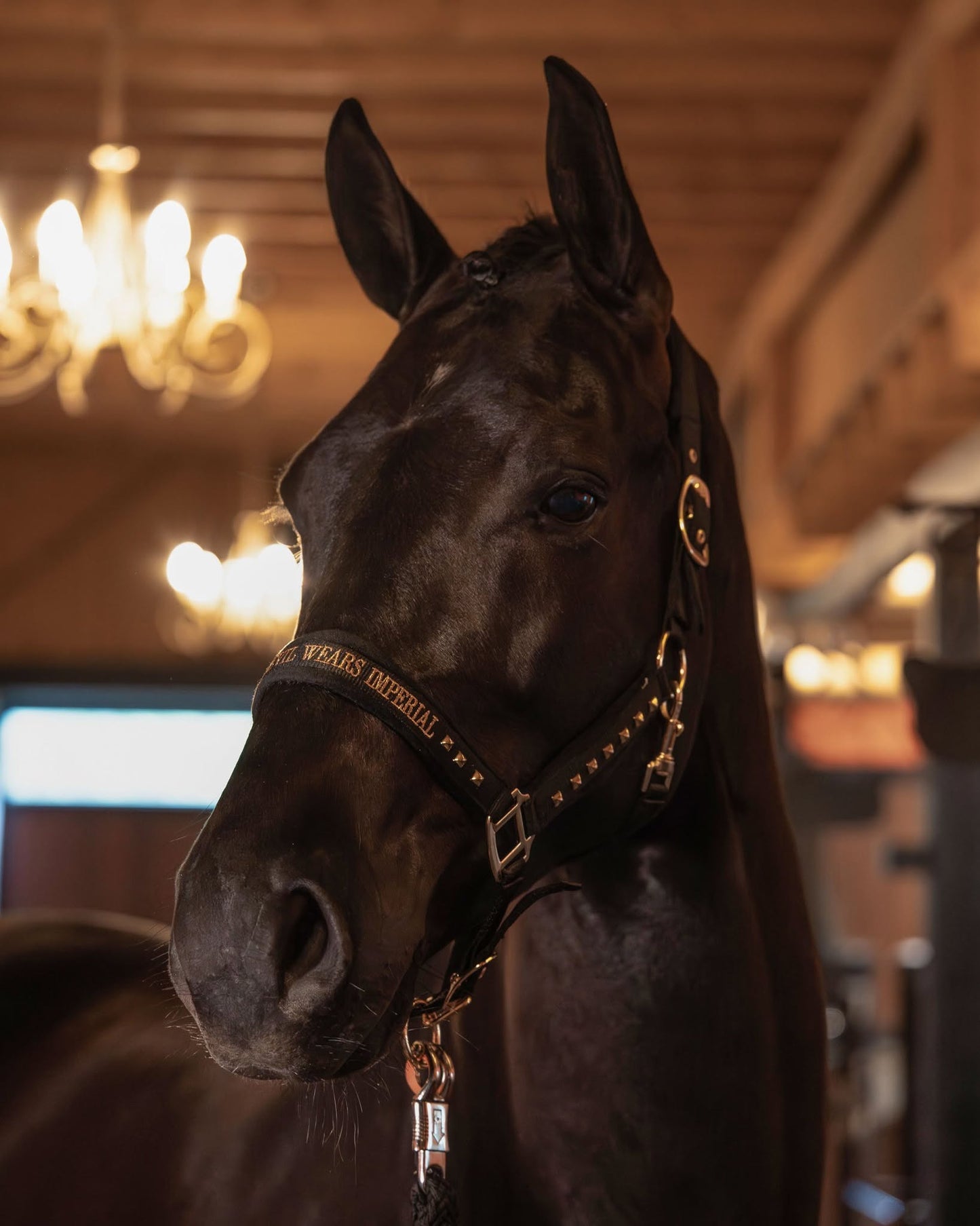 Imperial Riding Devil Headcollar – Stylish Text Noseband Horse Halter