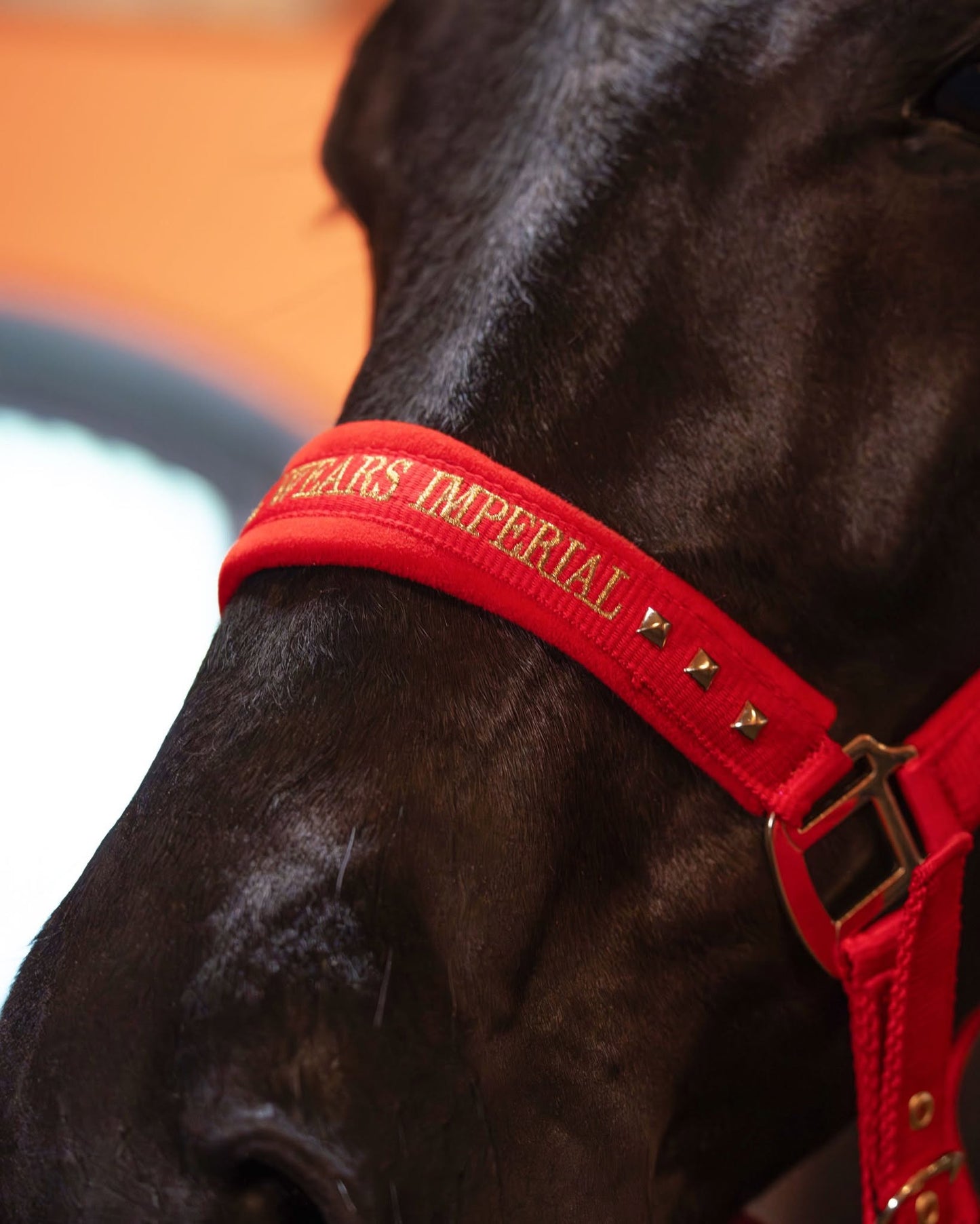 Imperial Riding Devil Headcollar – Stylish Text Noseband Horse Halter