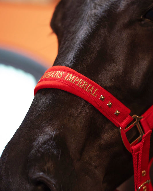 Imperial Riding Devil Headcollar – Stylish Text Noseband Horse Halter