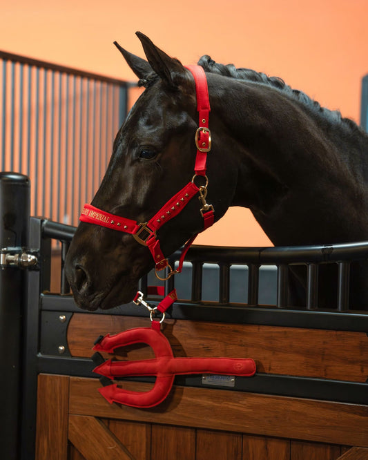 Imperial Riding Devil Headcollar – Stylish Text Noseband Horse Halter
