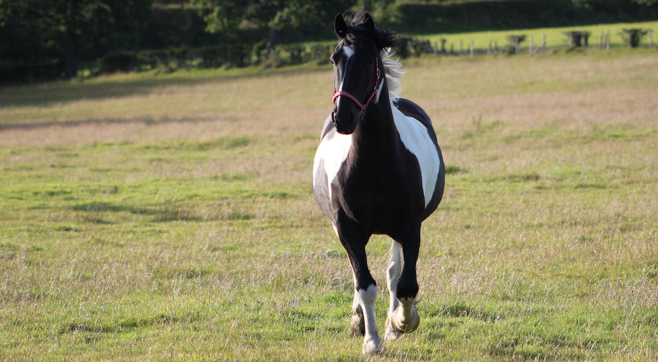 Light Weight Turnout Rugs – Page 4 – Saddlery-Online