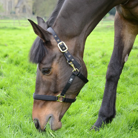 Equestrian Fieldsafe Head Collar