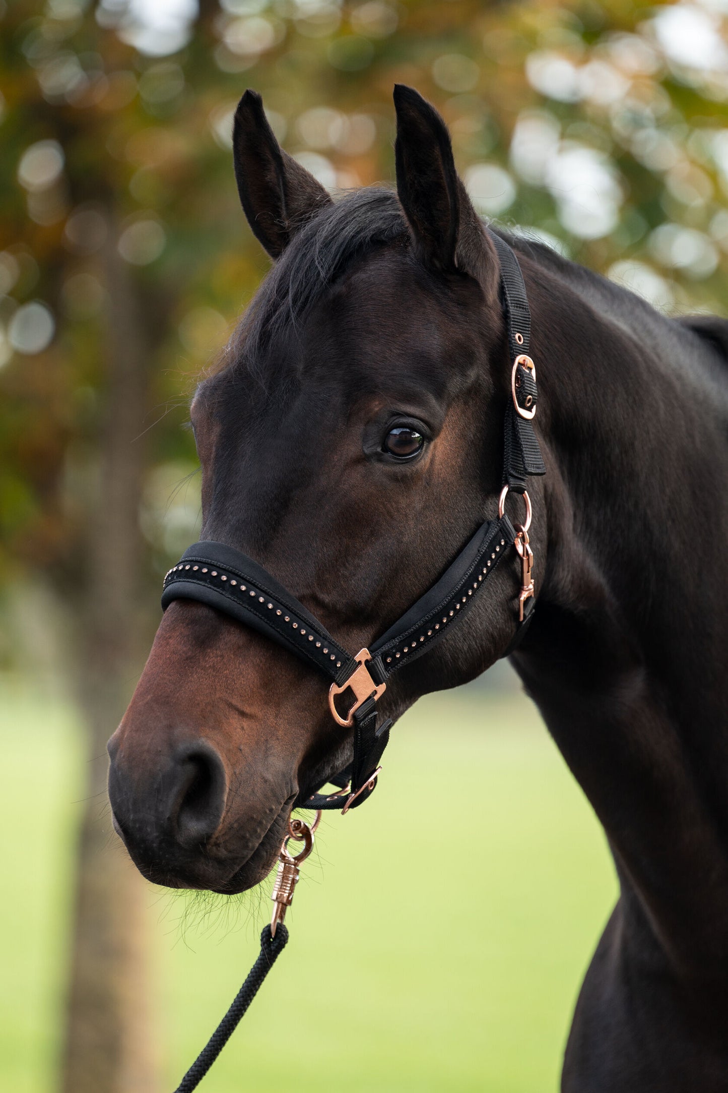 Berry Diamante Headcollar