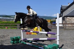 MURPHY - 6 Year Old Gelding                             (Tel- 07904610718 )