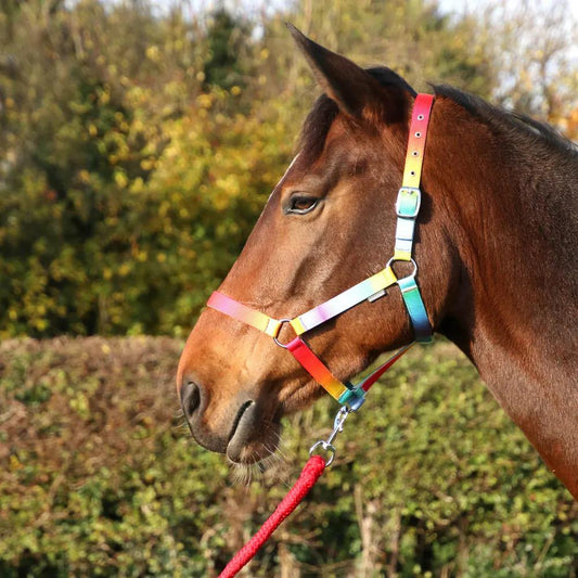 Ombre Head Collar & Lead Rope