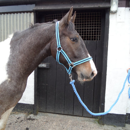 Wessex Nylon Headcollar