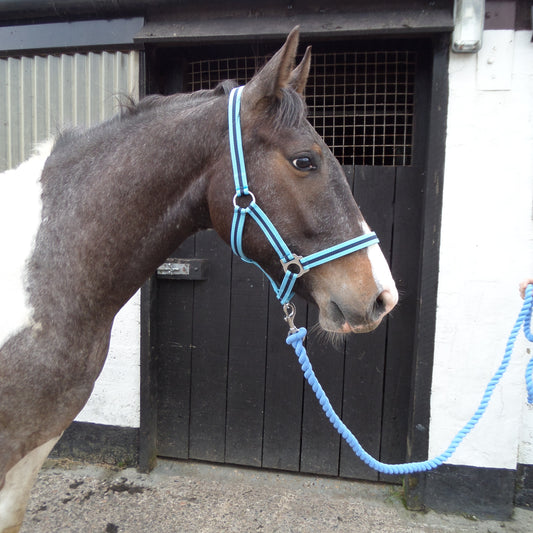 Wessex Nylon Headcollar